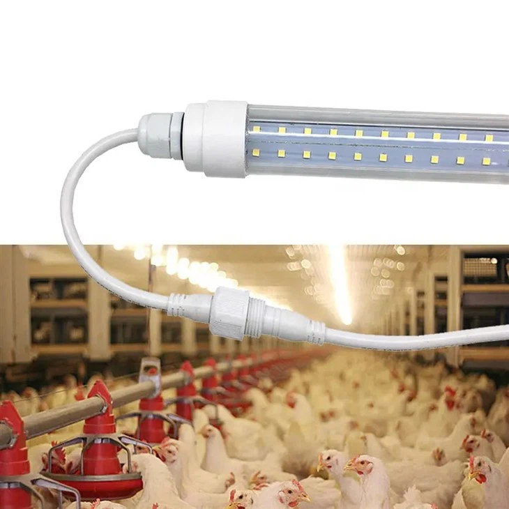 Llum LED d'aus de corral per a granja de pollastres