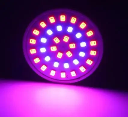 Bombeta de llum negra UV MR16 12V
