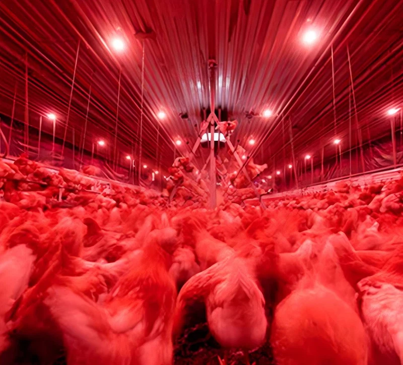 Poultry led light application1 Poultry led light application1