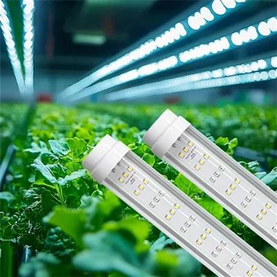 The Relationship Between Light and Nutrient Uptake in Plants
