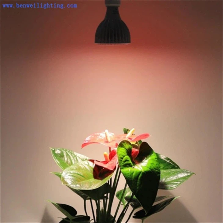 grow light bulbs