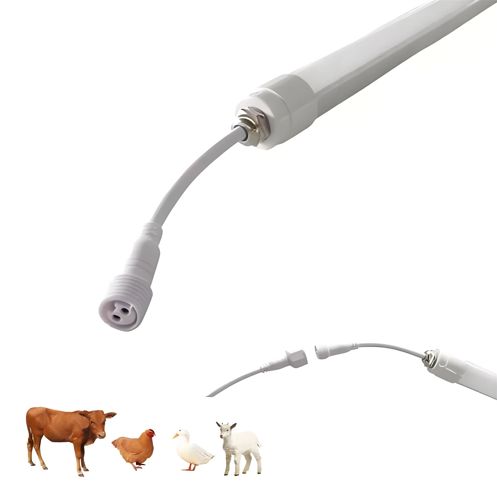LED poultry lighting LED poultry lighting